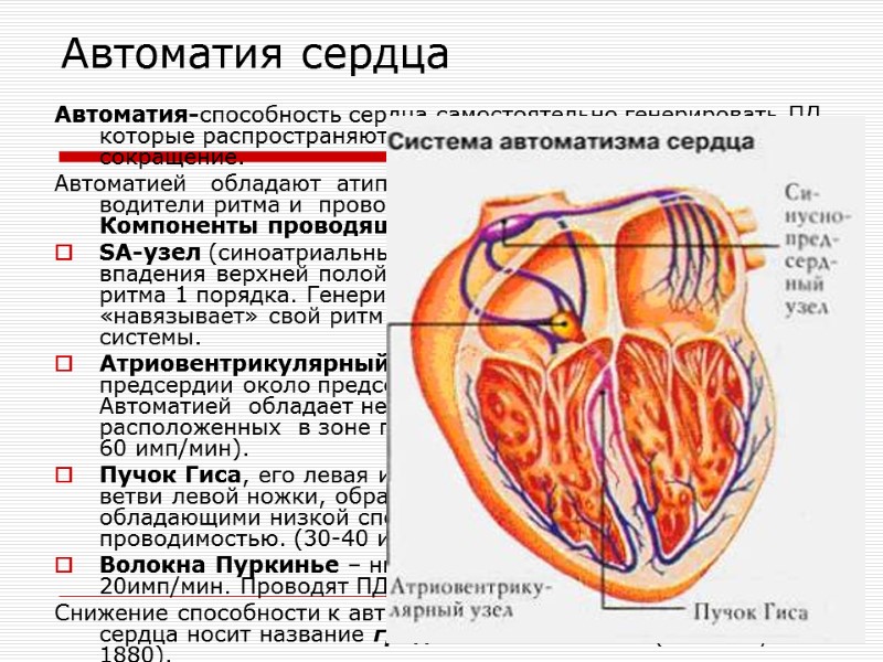 Автоматия сердца Автоматия-способность сердца самостоятельно генерировать ПД,  которые распространяются по всему сердцу, вызывая